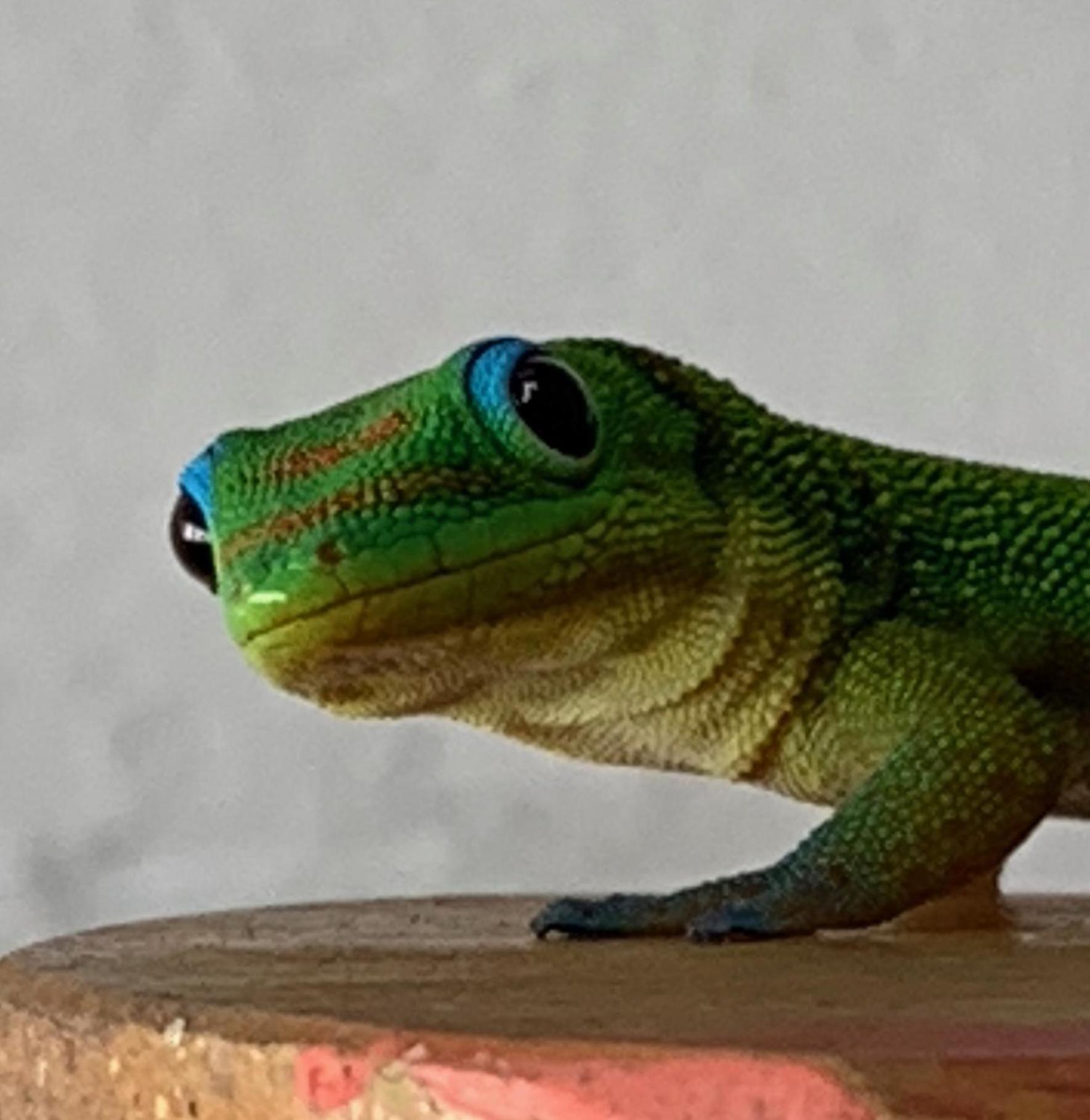 Pahoa Tropical Zen Bungalow מראה חיצוני תמונה