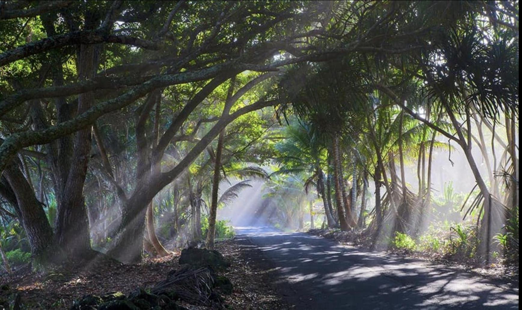 Pahoa Tropical Zen Bungalow מראה חיצוני תמונה